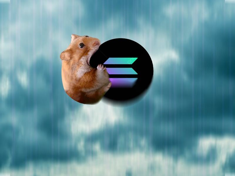 Hamster with Solana logo